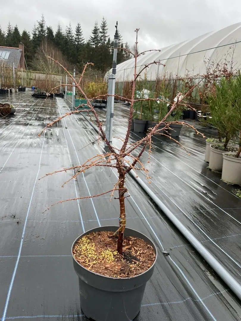 Metasequoia glyptostroboides -Dawn Redwood 'Hamlet's Broom' 40/60cm