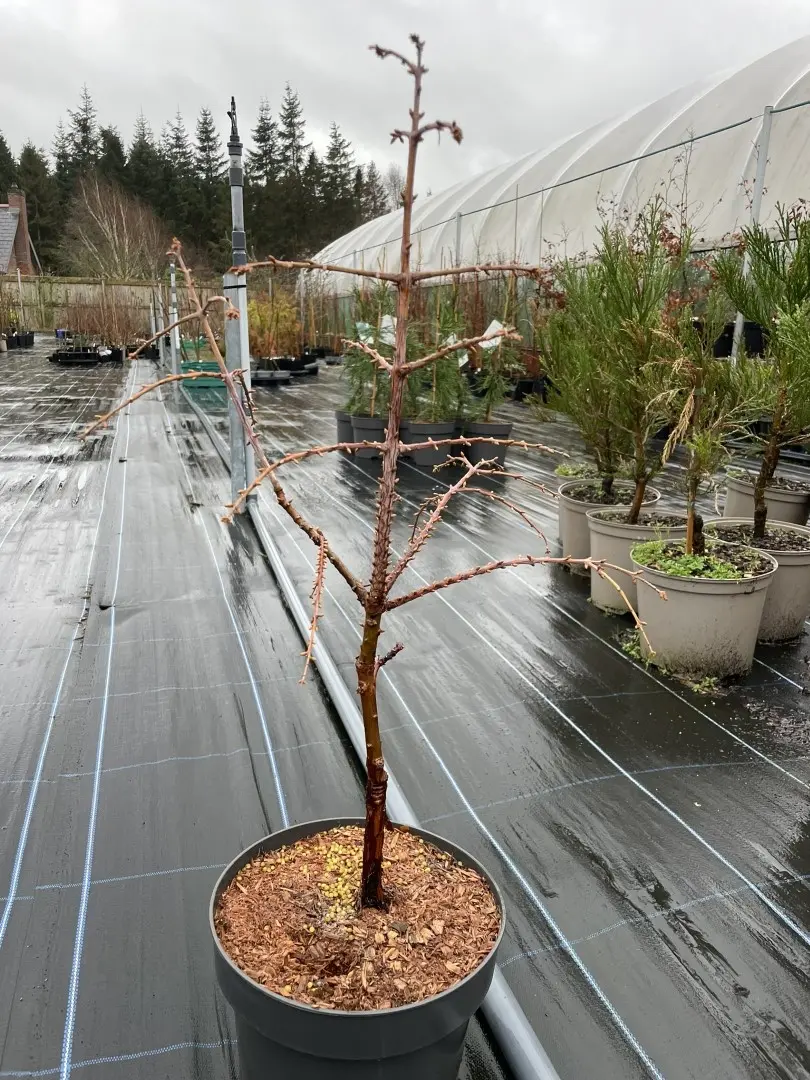 Metasequoia glyptostroboides - Dawn Redwood 'Miss Grace'