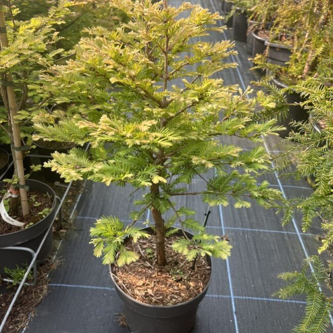 Metasequoia glyptostroboides - Dawn Redwood 'Schirrmann's Nordlicht'