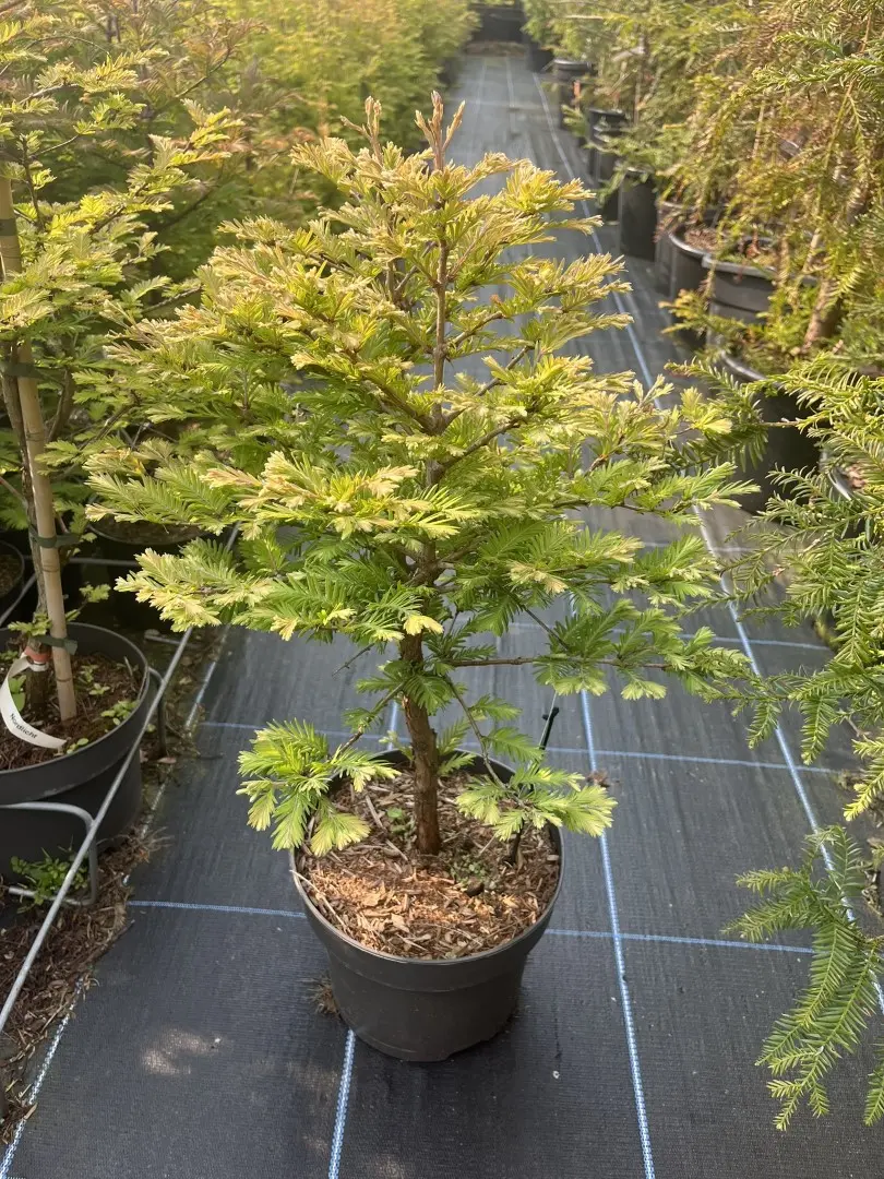 Metasequoia glyptostroboides - Dawn Redwood 'Schirrmann's Nordlicht'