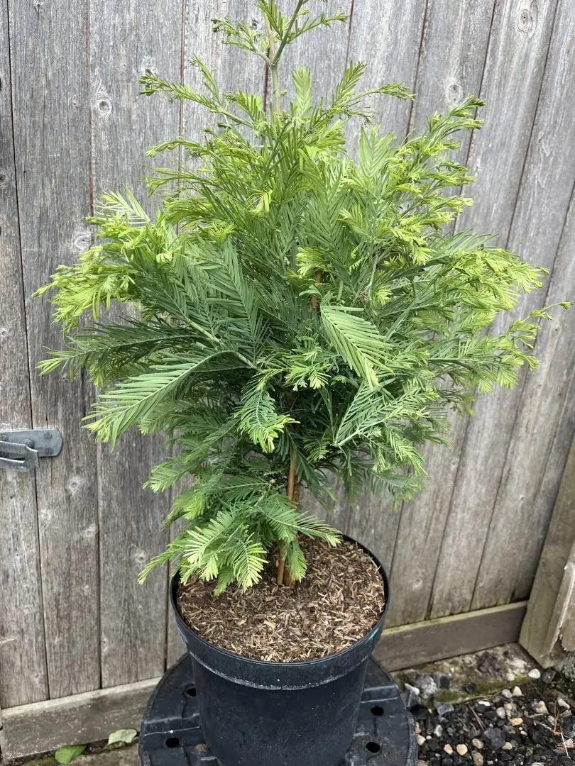 Metasequoia glyptostroboides - Dawn Redwood 'Schirrmann's Nordlicht'
