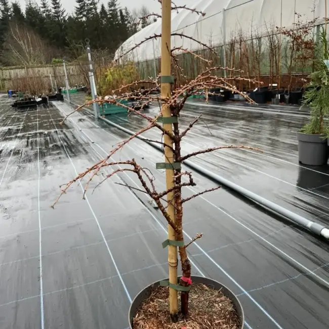 Metasequoia glyptostroboides Dawn Redwood 'Schirrmann's Nordlicht'