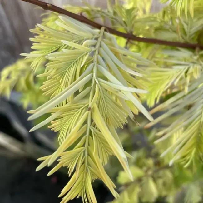 Metasequoia glyptostroboides 'Gold Rush' - Dawn Redwood