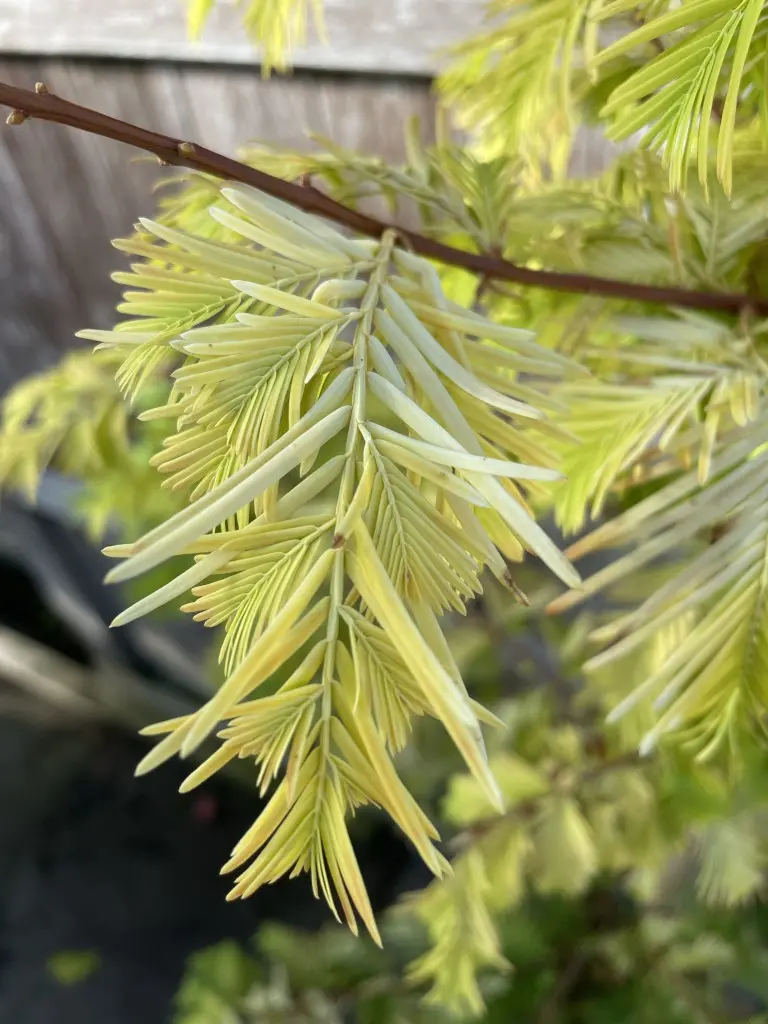 Metasequoia glyptostroboides 'Gold Rush' - Dawn Redwood