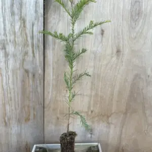 Sequoia sempervirens Coast Redwood Tree 40/60cm (Cell)