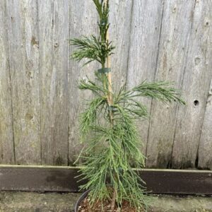 Giant Redwood 'Pendulum' 60/80cm 5L