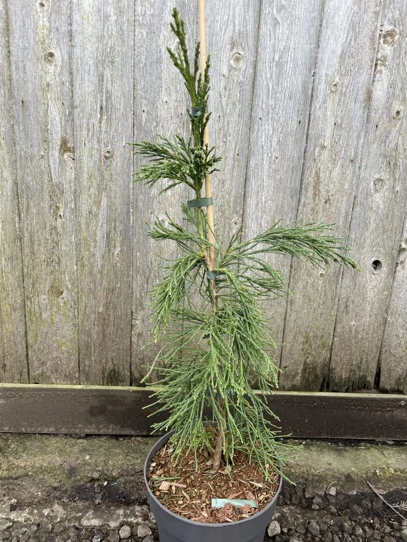 Giant Redwood 'Pendulum' 80/100cm (5L)