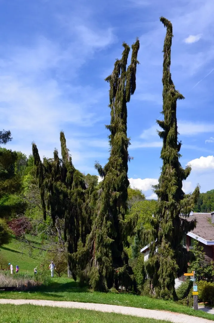 Sequoiadendron giganteum Giant Redwood 'Pendulum'