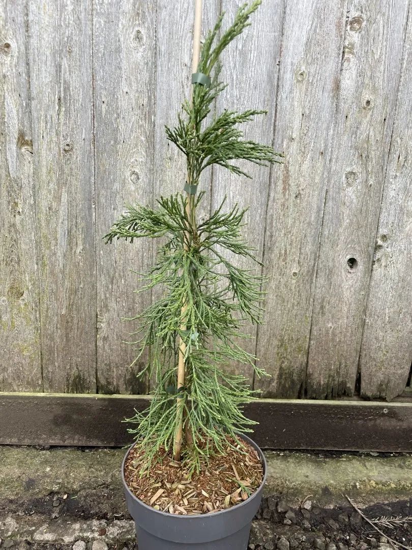 Giant Redwood 'Pendulum' 80/100cm (5L) - Image 2
