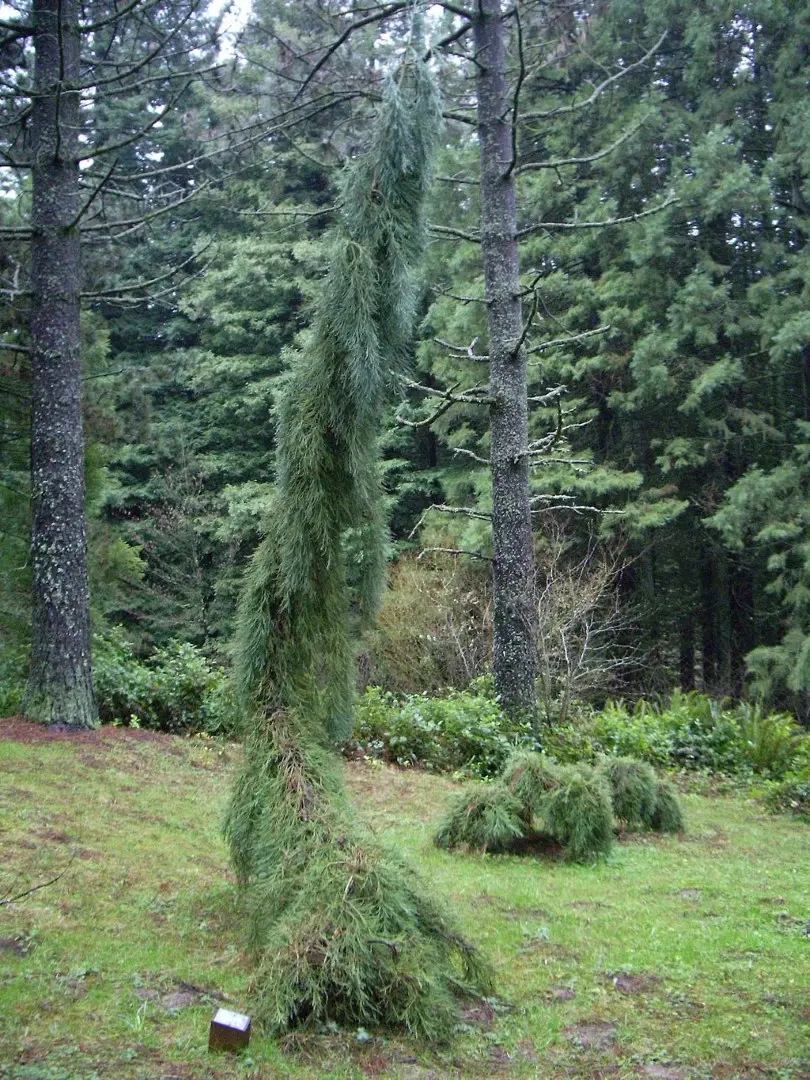 Giant Redwood 'Pendulum' 60/80cm 5L - Image 3