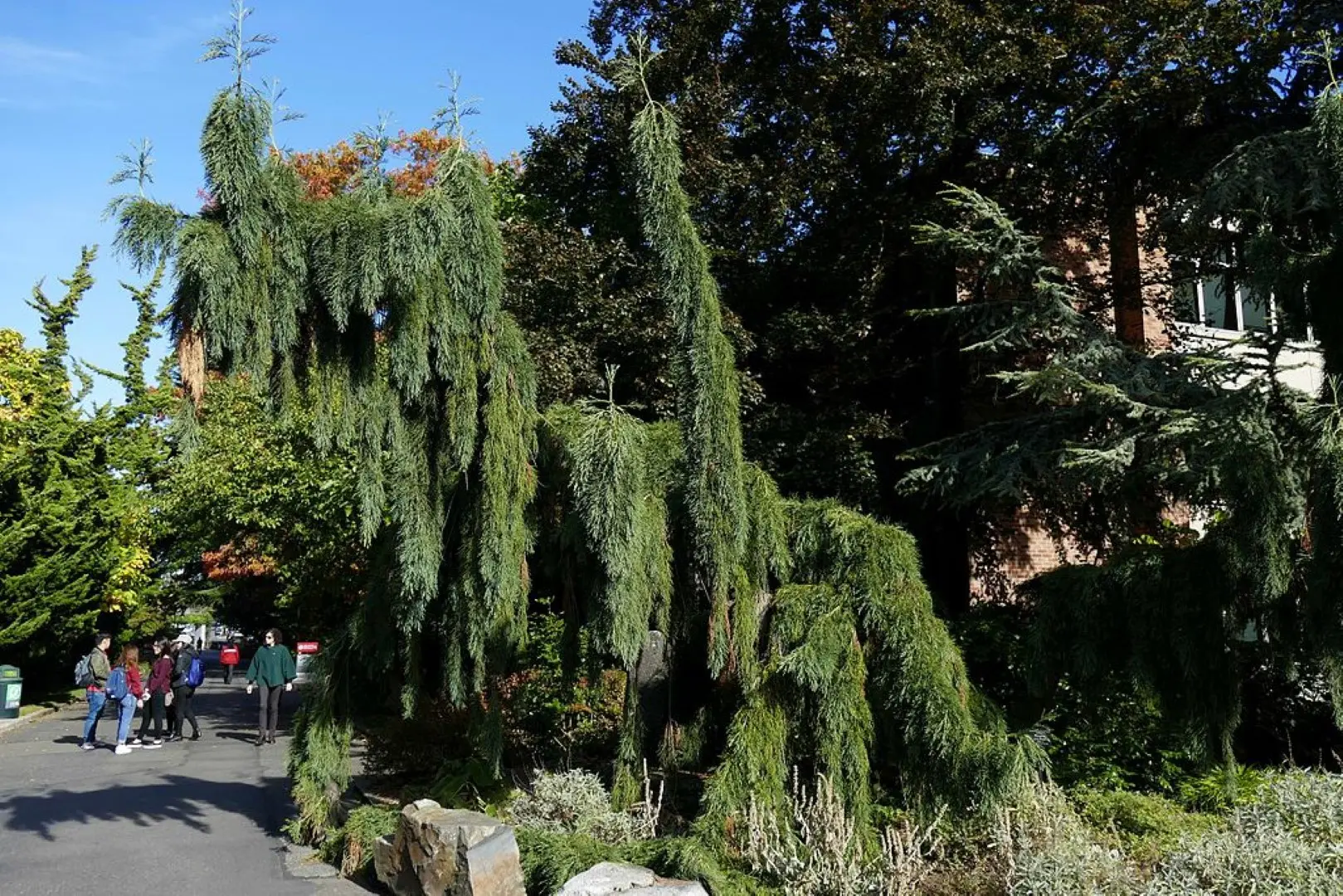 Sequoiadendron giganteum Giant Redwood 'Pendulum'