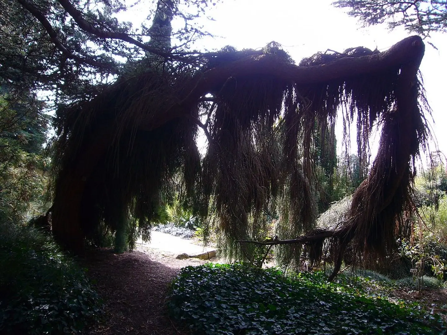 Sequoiadendron giganteum Giant Redwood 'Pendulum'