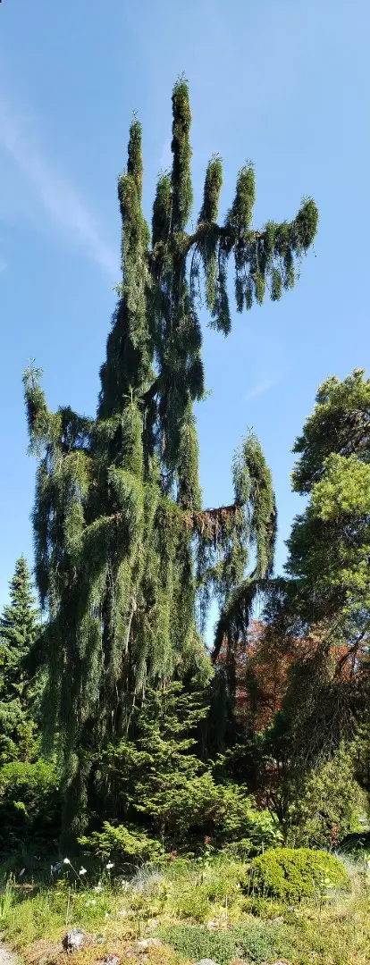 Sequoiadendron giganteum Giant Redwood 'Pendulum'