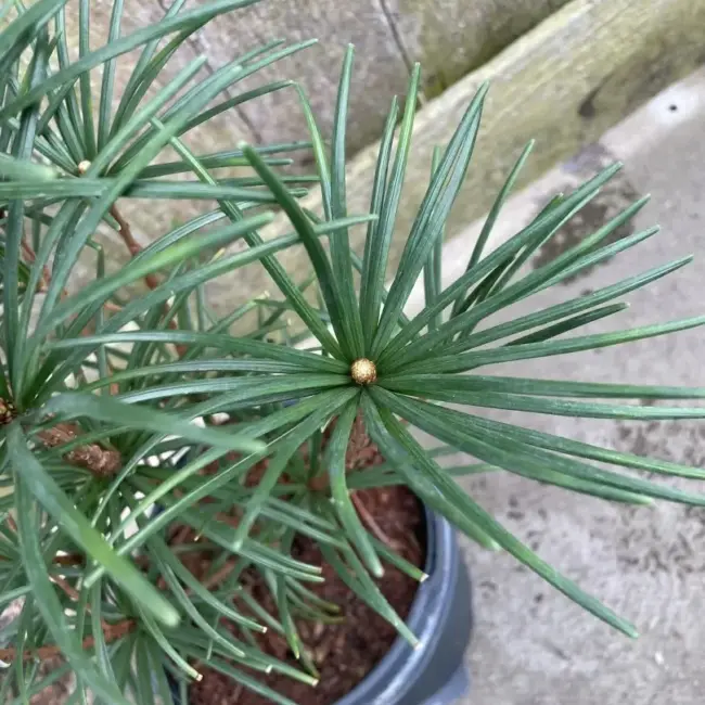 Umbrella Pine 40/60cm (3L) - Image 4