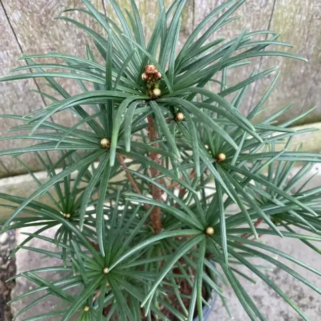 Umbrella Pine 40/60cm (3L) - Image 3