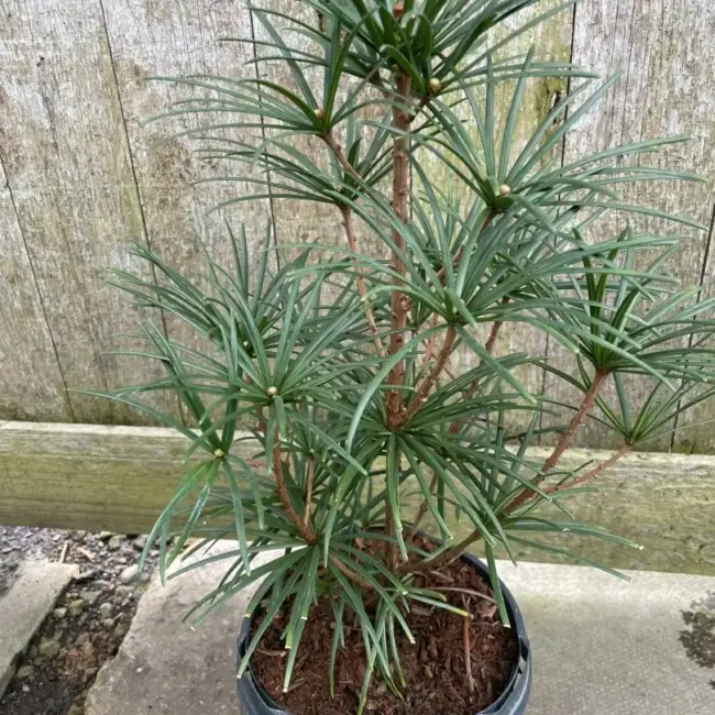 Umbrella Pine 40/60cm (3L) - Image 5