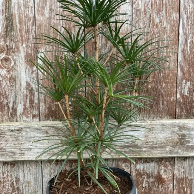 Umbrella Pine 40/60cm (3L) - Image 2