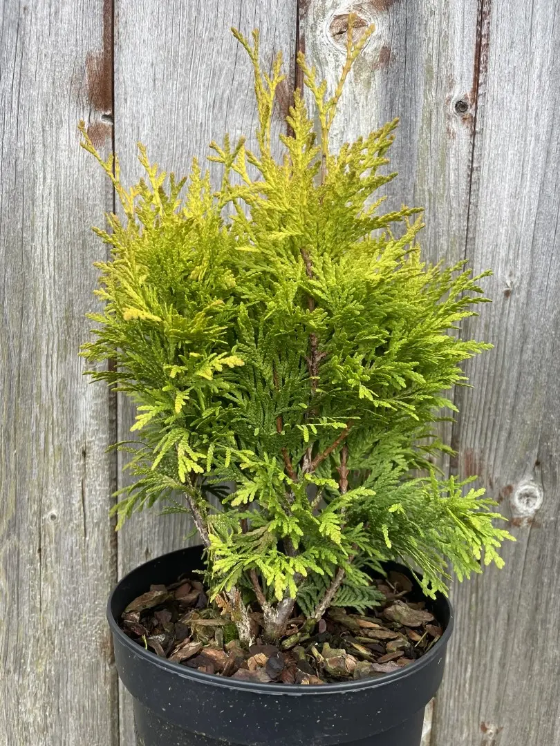 Western Red Cedar 'Rogersii' - Image 2