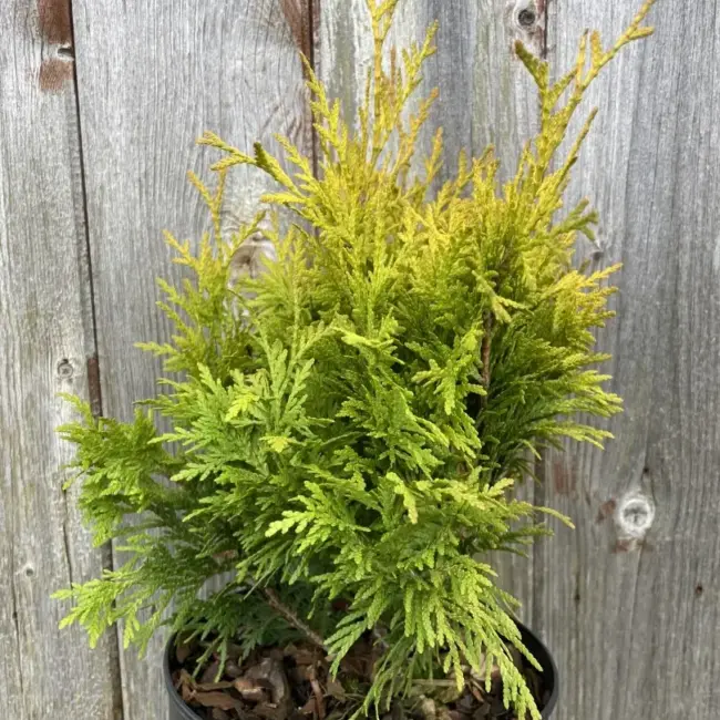 Western Red Cedar 'Rogersii'