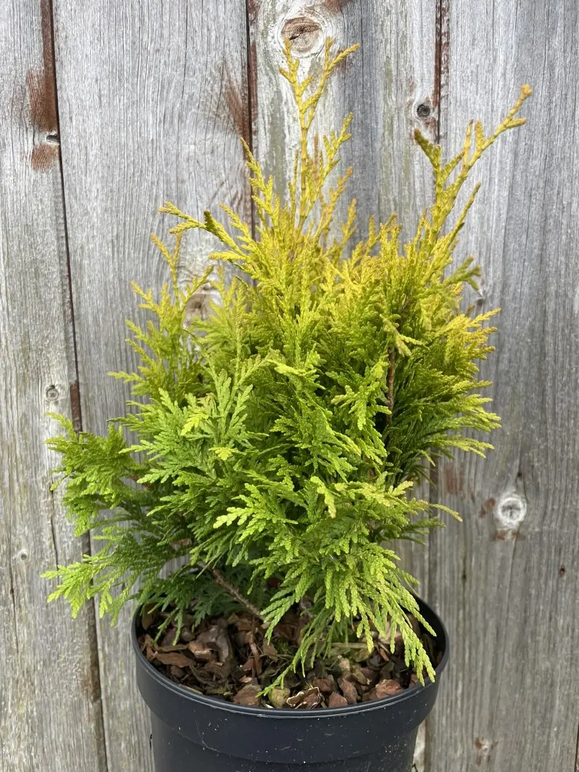 Western Red Cedar 'Rogersii'