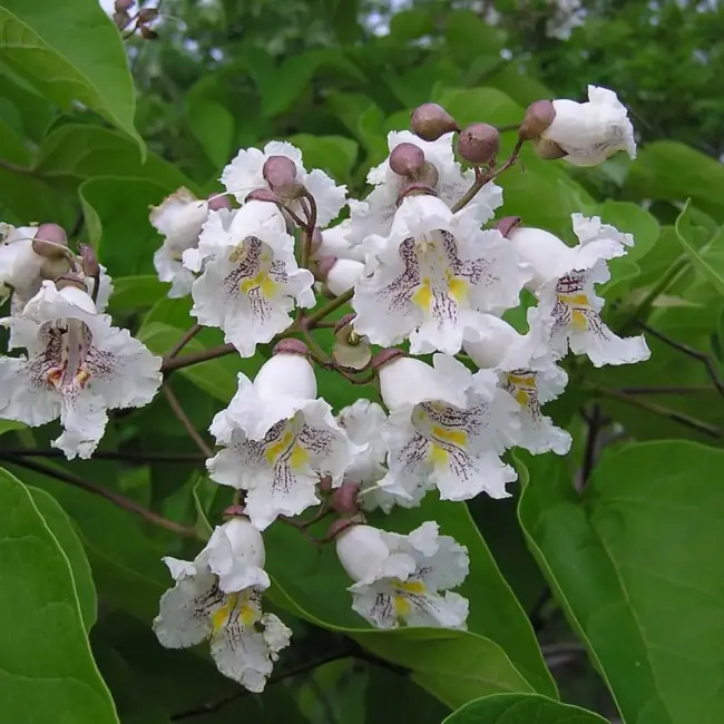 Catalpa bignonioides - Indian Bean Tree Seeds
