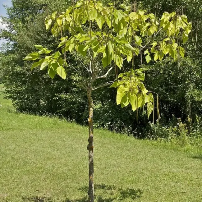Catalpa bignonioides - Indian Bean Tree Seeds