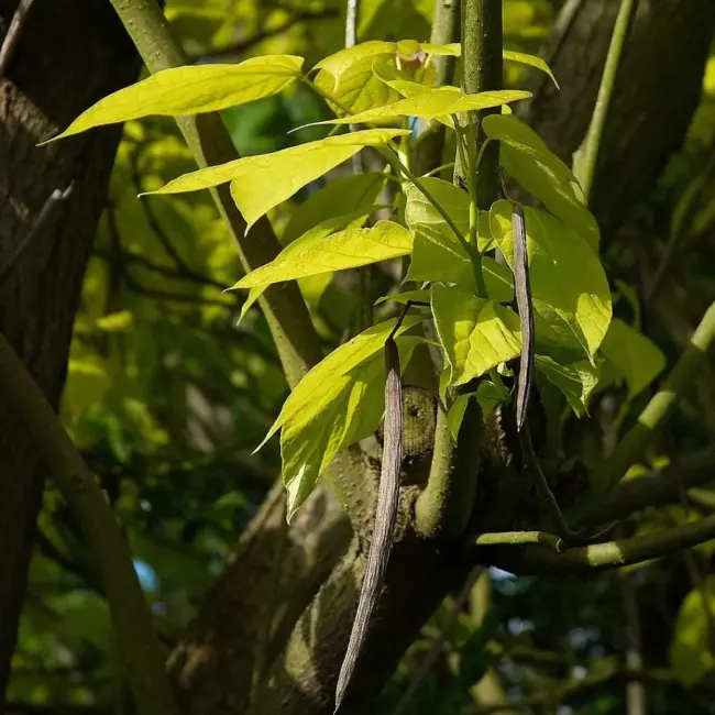 Catalpa bignonioides - Indian Bean Tree Seeds