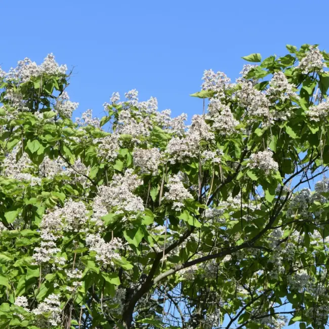 Catalpa bignonioides - Indian Bean Tree Seeds