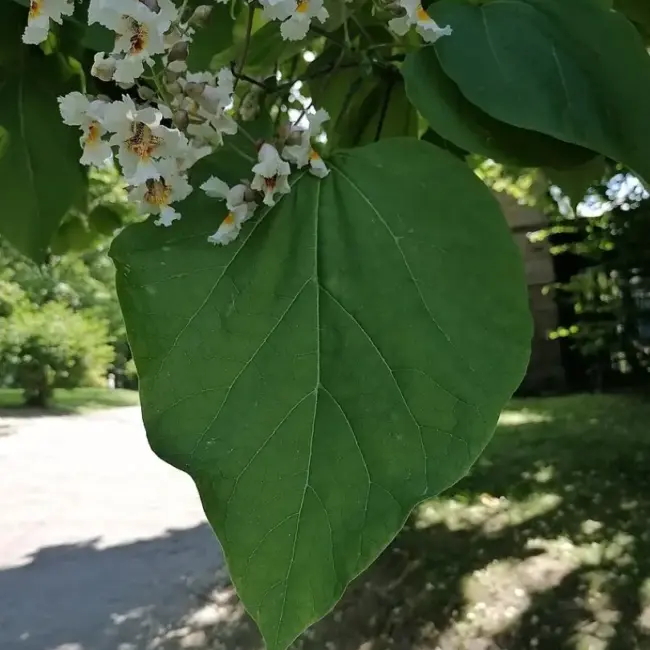 Catalpa bignonioides - Indian Bean Tree Seeds