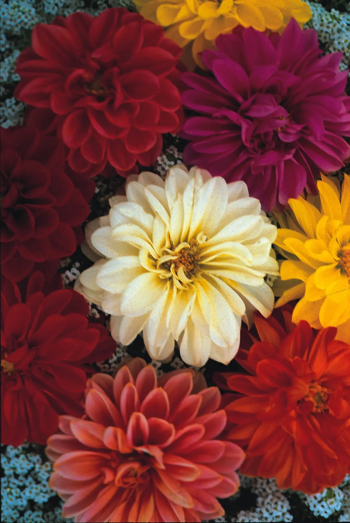 Dahlia Seeds - Unwin's Dwarf Hybrids x50