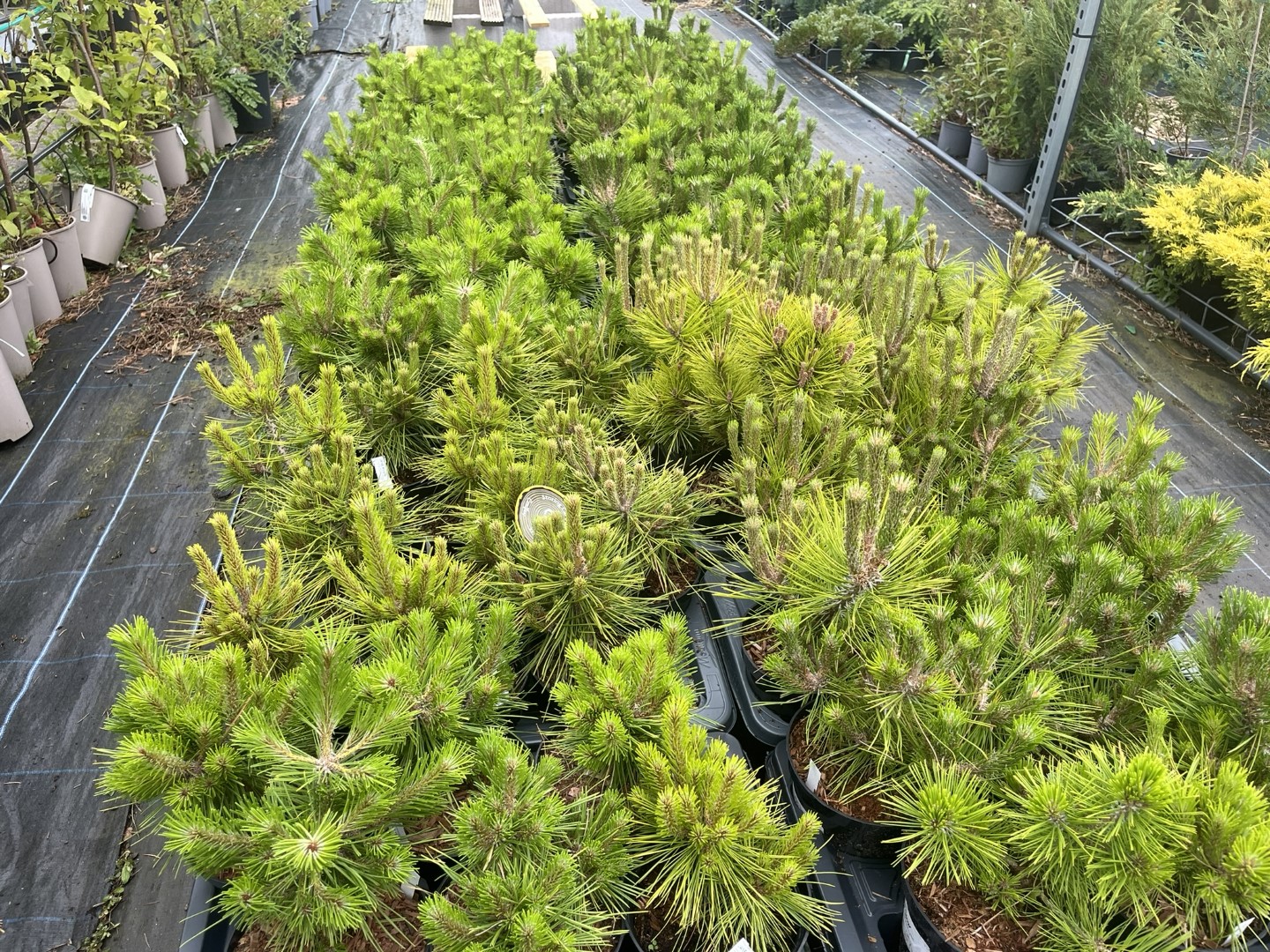 Scots pine 'Gold Coin' 20/40cm (2L) - Image 8