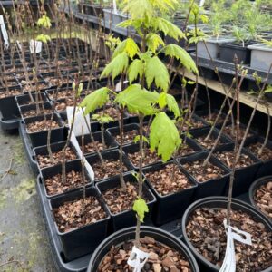 Acer rubrum - Red Maple Tree