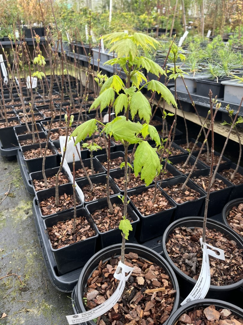 Acer rubrum - Red Maple Tree