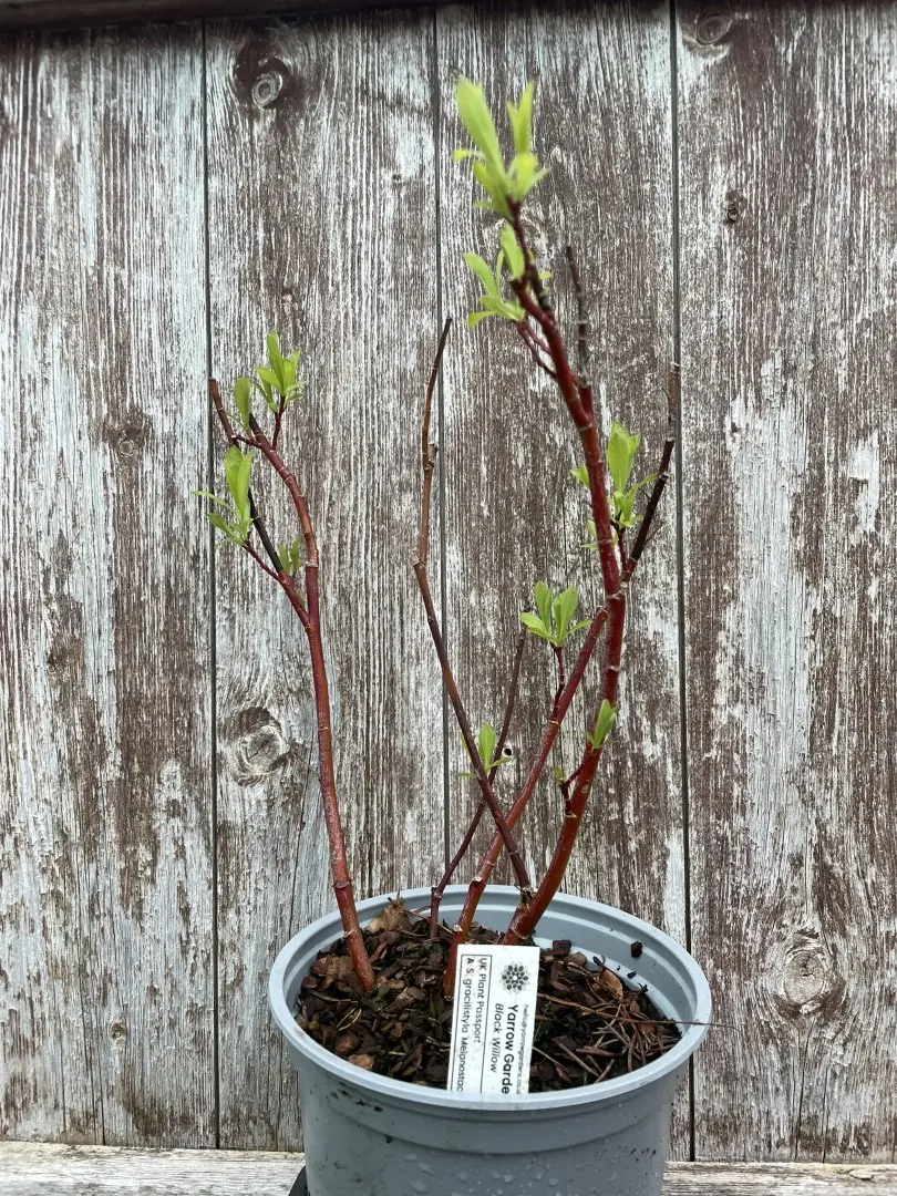 Black Willow Tree 20/40cm (2L)