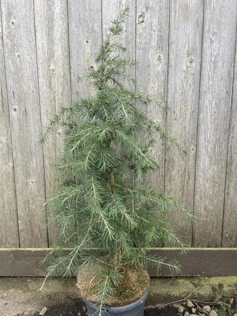 Deodar Cedar Blueish 60/80cm (4L) - Image 2