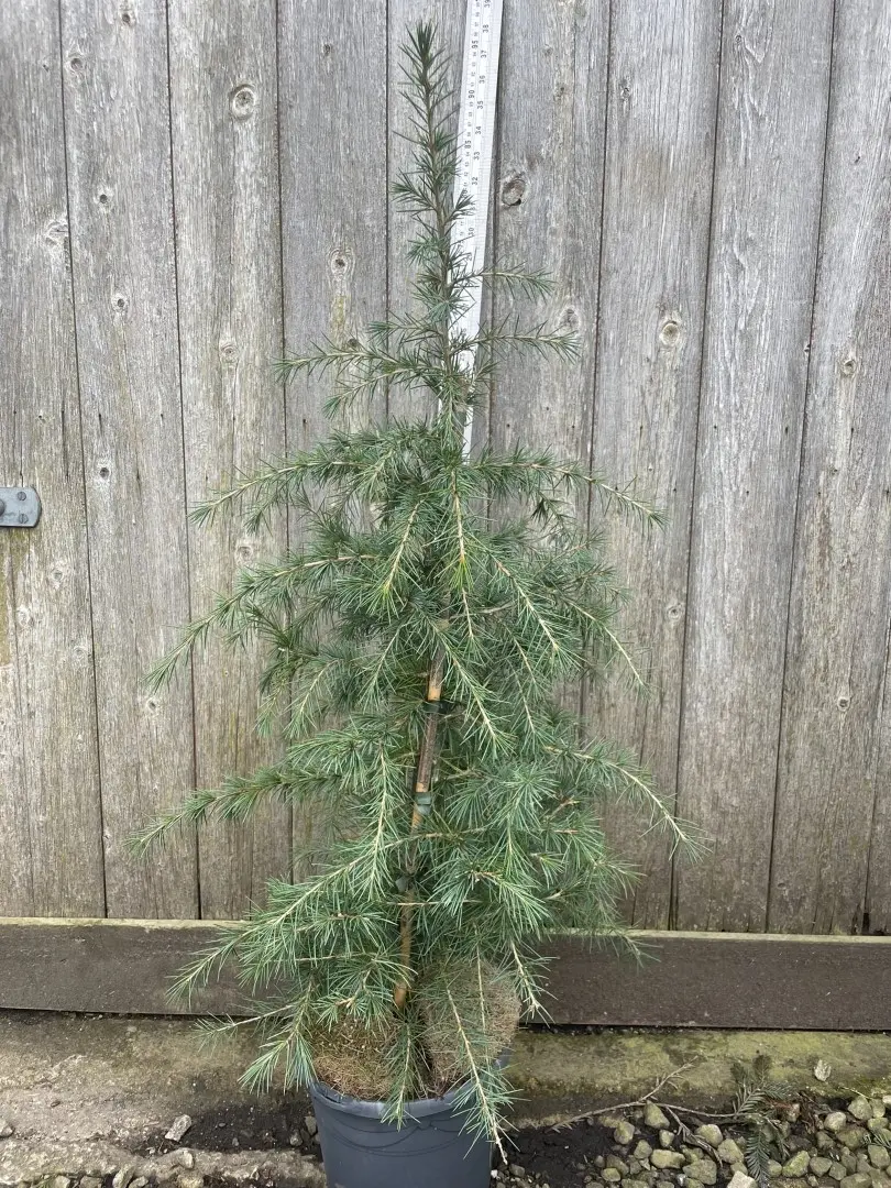 Deodar Cedar Blueish 60/80cm (4L)