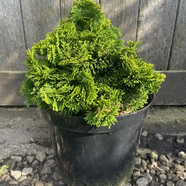 Hinoki Cypress 'Aurora' (5L)