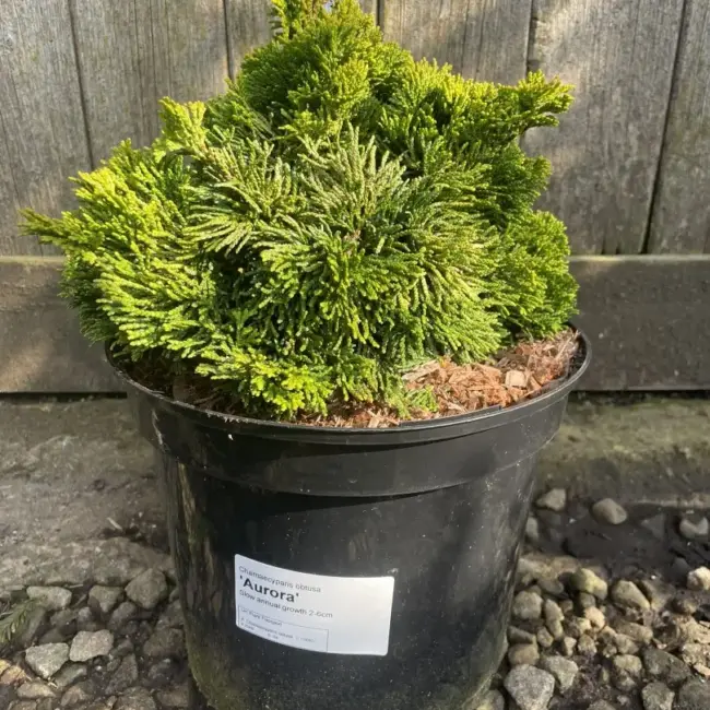 Hinoki Cypress 'Aurora' (5L) - Image 2