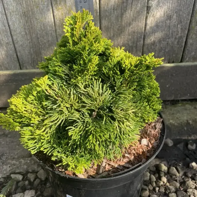 Hinoki Cypress 'Aurora' (5L) - Image 3