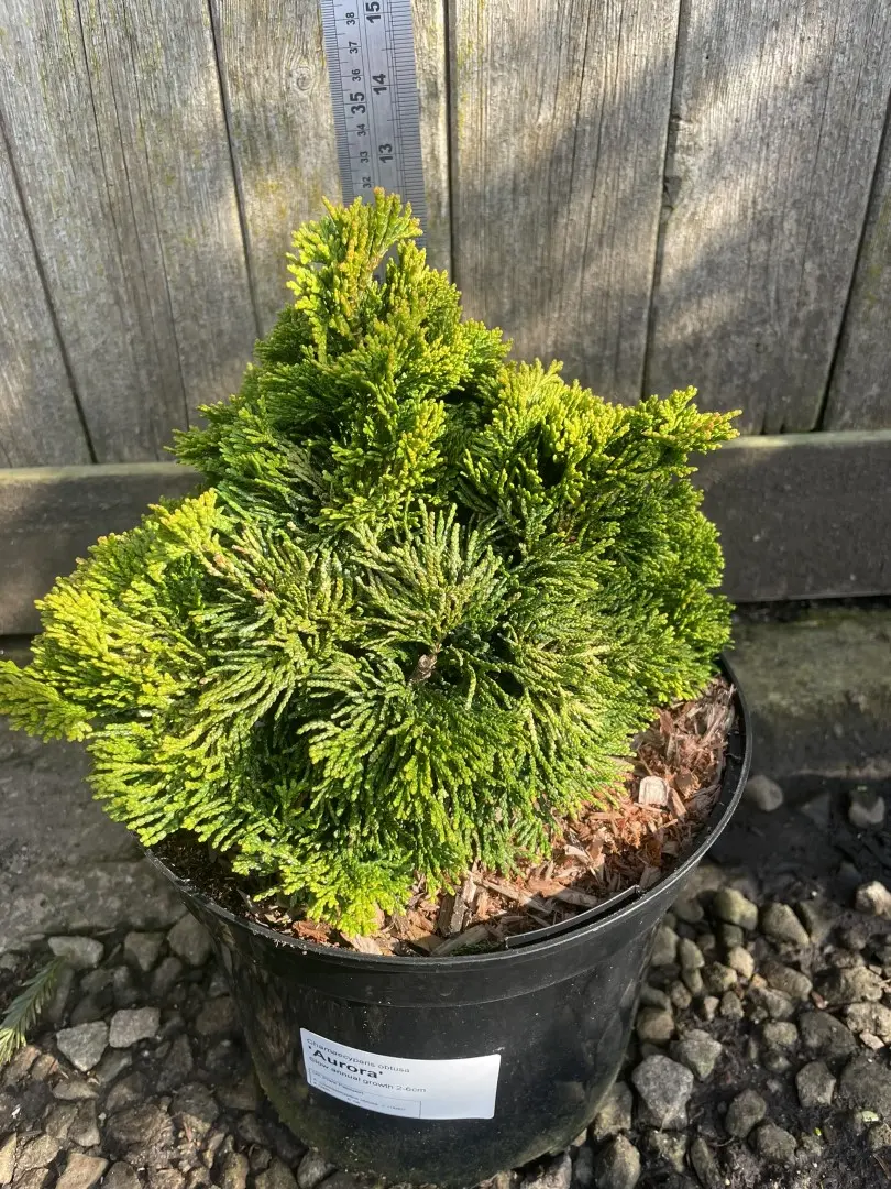 Hinoki Cypress 'Aurora' (5L) - Image 3