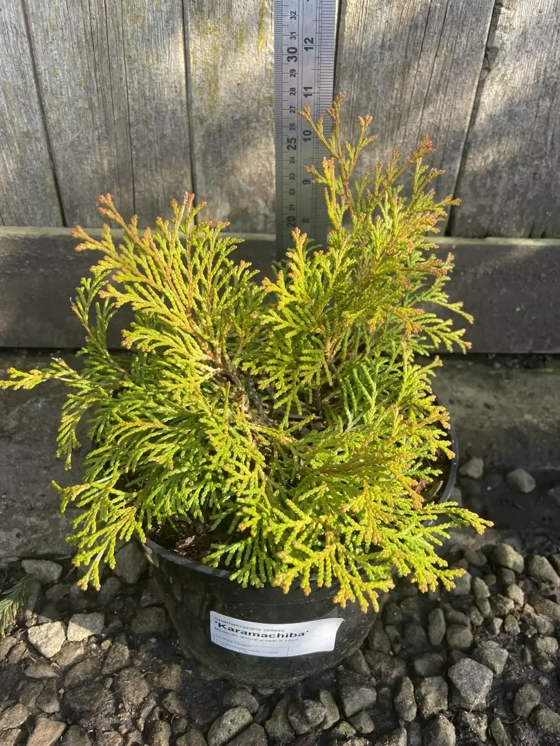 Hinoki Cypress 'Karamachiba' (3L)