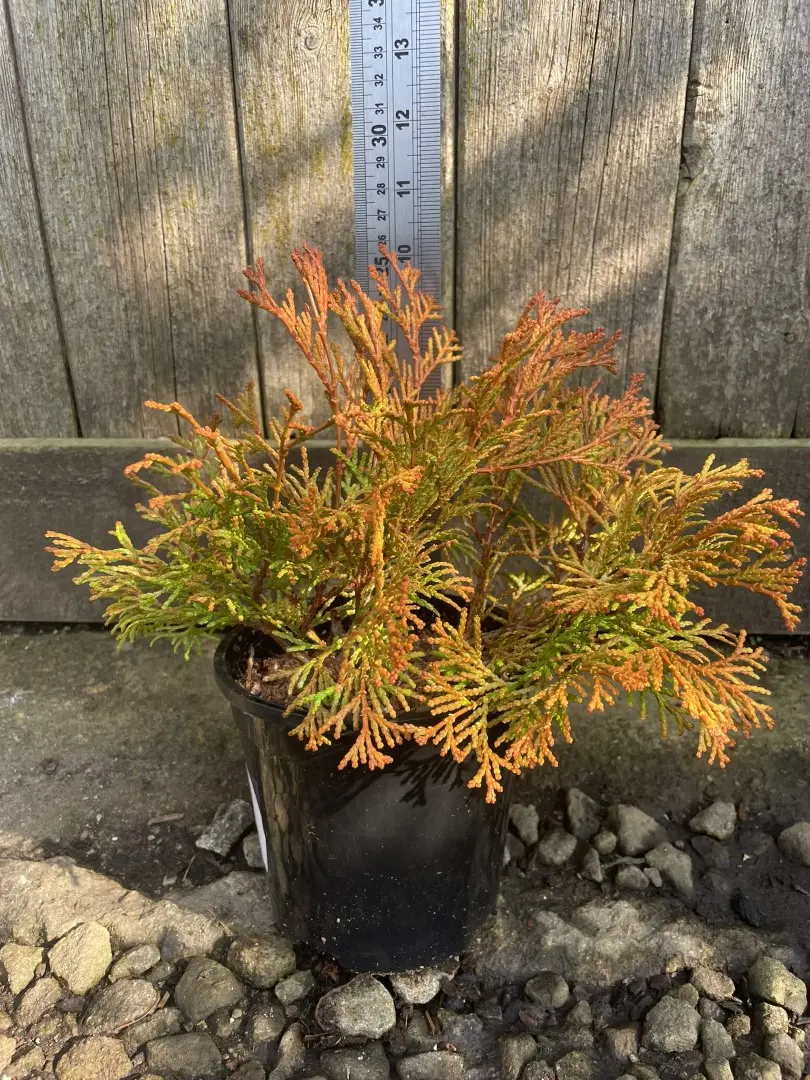 Hinoki Cypress 'Karamachiba' (1L)