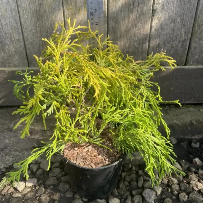 Sawara Cypress 'Filifera Aurea' (1L) - Image 3