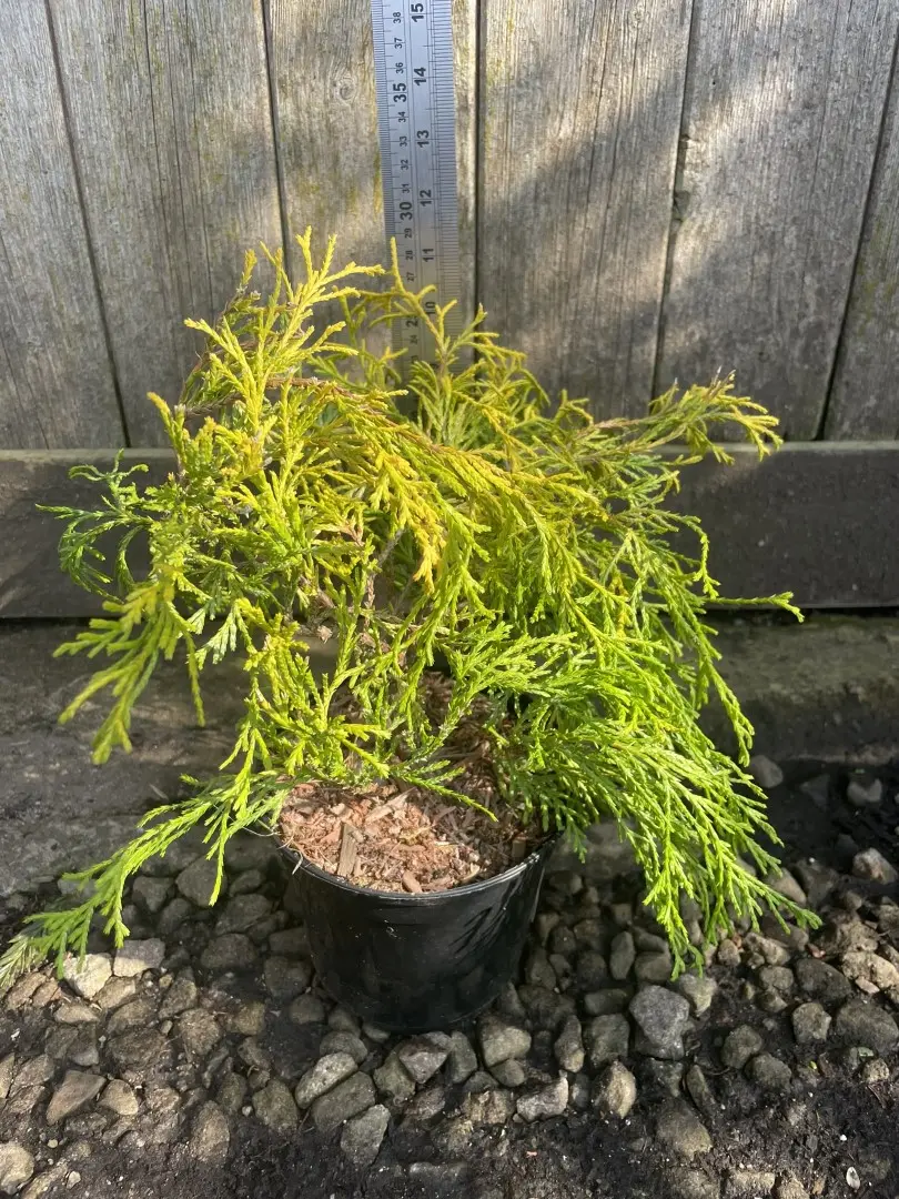 Sawara Cypress 'Filifera Aurea' (1L) - Image 3