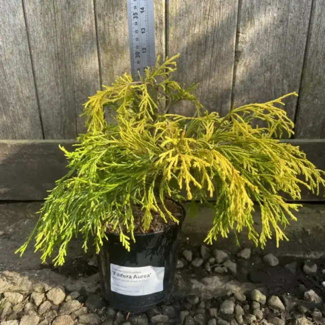 Sawara Cypress 'Filifera Aurea' (1L)
