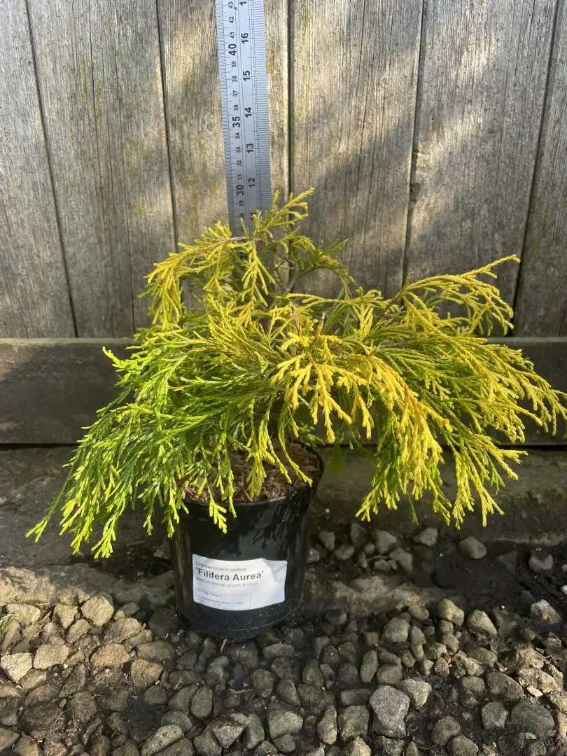 Sawara Cypress 'Filifera Aurea' (1L)