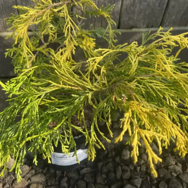 Sawara Cypress 'Filifera Aurea' (1L) - Image 2