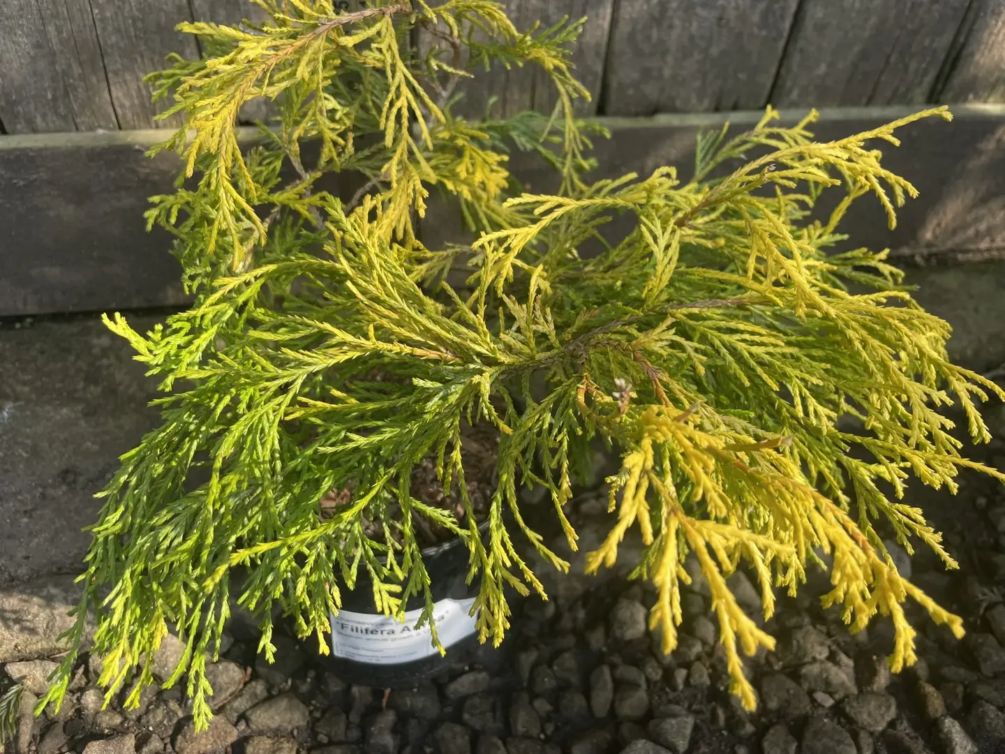 Sawara Cypress 'Filifera Aurea' (1L) - Image 2