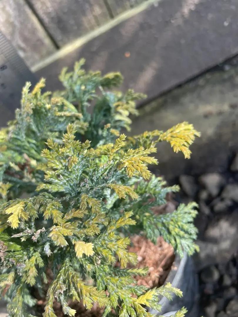 Sawara Cypress 'Nana Aureovariegata' (1L) - Image 3