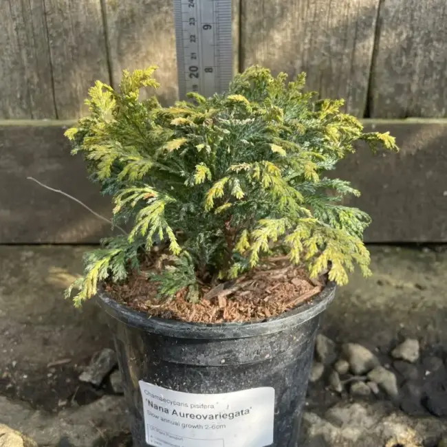Sawara Cypress 'Nana Aureovariegata' (1L) - Image 2